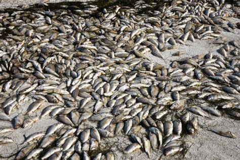 Rotten Fish Stock Photos, Pictures & Royalty-Free Images - iStock