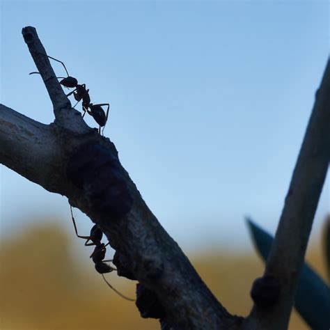 Hormigas trabajando en un arbol | Foto Premium