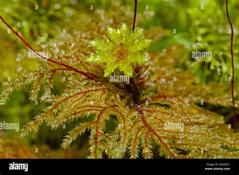 Native Forest New Zealand Stock Photo Alamy