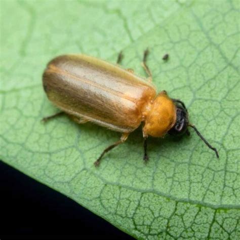 bluazcom positive news firefly species discovered   year
