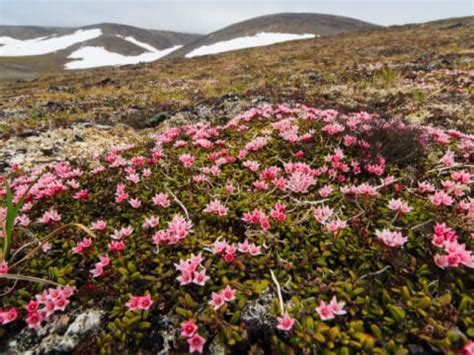 14 Most Beautiful Types of Plants in Tundra (with Pictures)