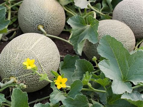 Growing Watermelons And Cantaloupes Cut And Dried Flower Farm