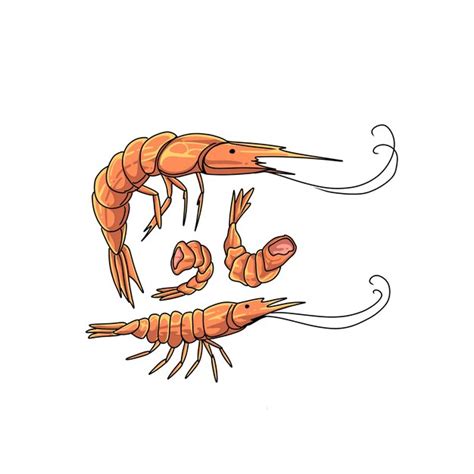 Premium Vector Shrimp Hand Drawn Doodle Illustrations Vector Set