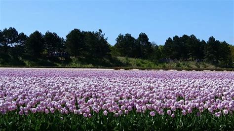 Keukenhof Boat Tour Youtube