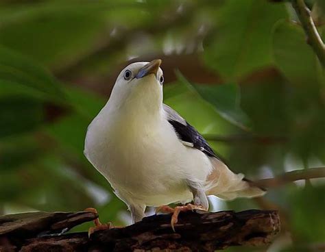 White Headed Starling Alchetron The Free Social Encyclopedia