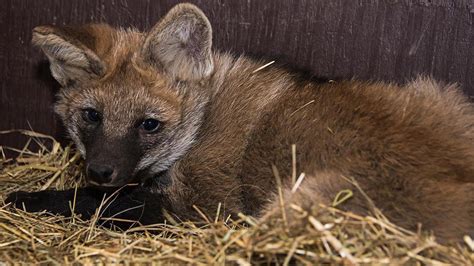 WATCH: Rare Maned Wolves Need A Matchmaker : NPR