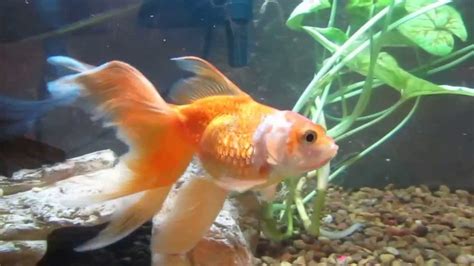 Is My Gold Fish Pregnant With Eggs Youtube