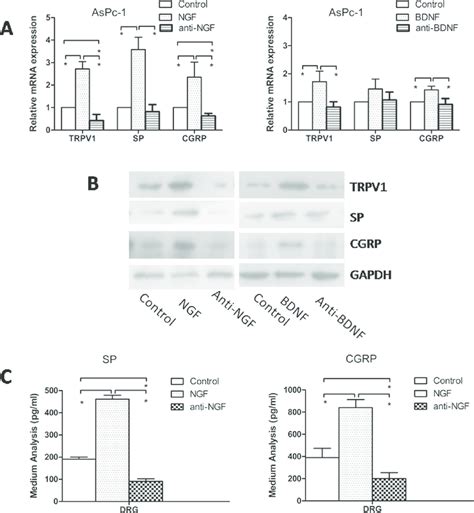 Effect Of Anti NGF And Anti BDNF On Expression Of TRPV1 SP And CGRP