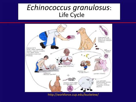 Echinococcus Granulosus Life Cycle