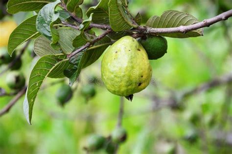 A Ripening Fruit Of Psidium Guajava Stock Image Image Of Folha Plano