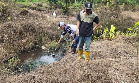 Limbah Ptp Mitra Ogan Diduga Cemari Kebun Masyarakat Harian Rakyat