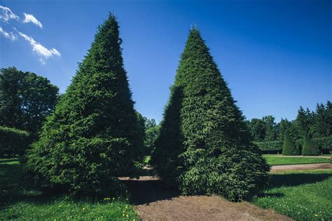 10 Best Evergreens for Privacy Screens and Hedges