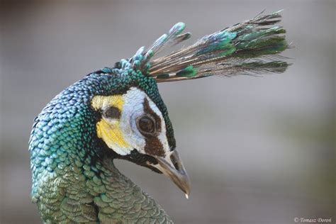 Javanese Green Peafowl Pavo Muticus Muticus