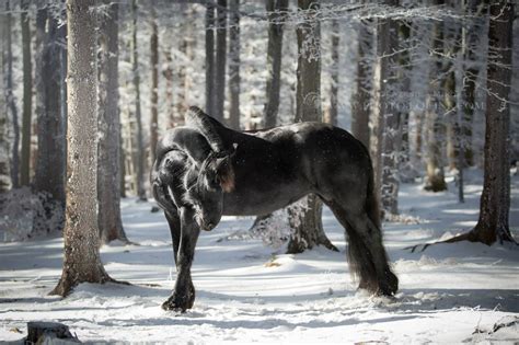 Black Horse In The Snow Beautiful Roads Beautiful Horses Animals