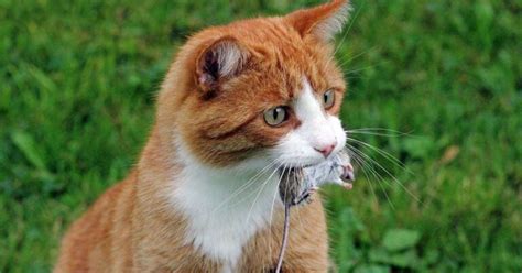 How To Diagnose And Treat Toxoplasmosis In Cats TheCatSpace