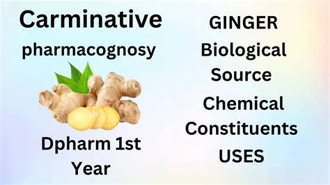 Ginger Carminatives Pharmacognosy Dpharm Crude Drug Hindi And