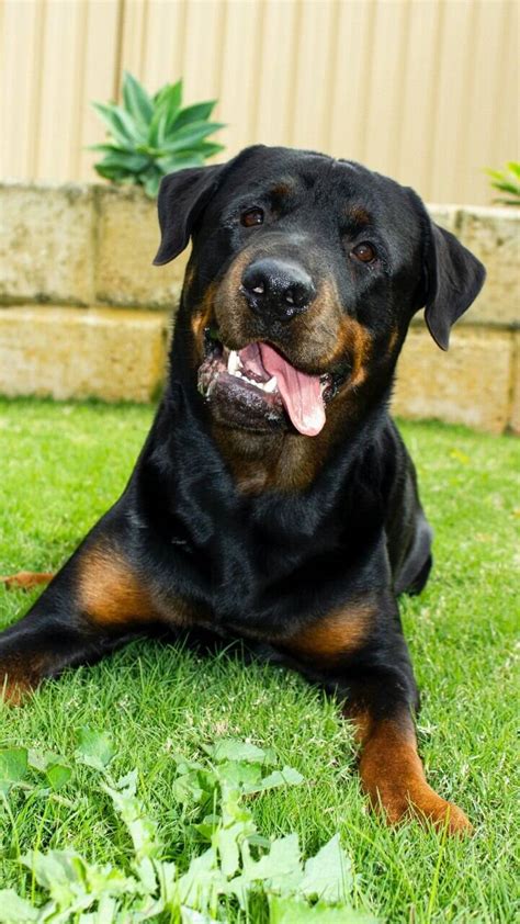 Aprender Sobre Imagem Tudo Sobre A Ra A Rottweiler Br