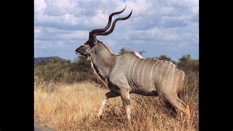 Kudu Alchetron The Free Social Encyclopedia