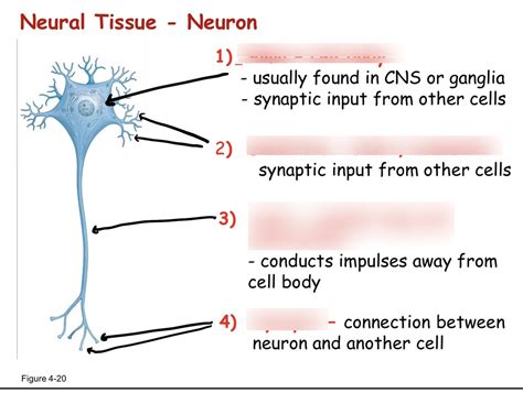 Neural Tissue Diagram Diagram Quizlet