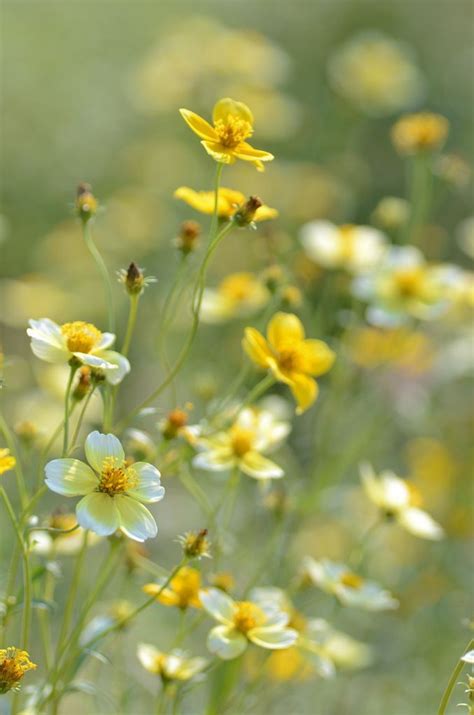 Winter Cosmos Bidens Flowers Photography Meadow Flowers Wild Flowers