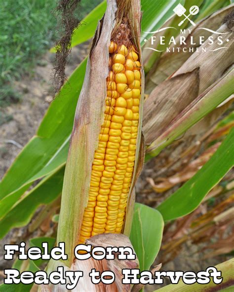 The Difference Between Sweet Corn And Field Corn