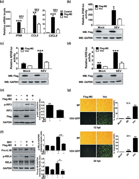 M2 Protein Potentiates Innate Immune Response A HEK 293T Cells Were