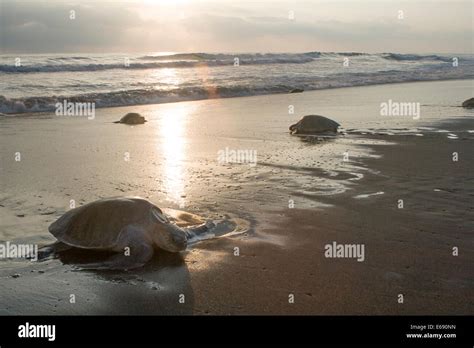 Olive Ridley Sea Turtles Climb Up The Beach To Lay Eggs Mass Sea