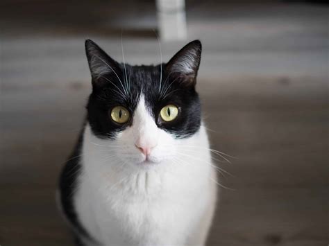 Why does my cat meow when I pet them? – Kitty Cat Tips