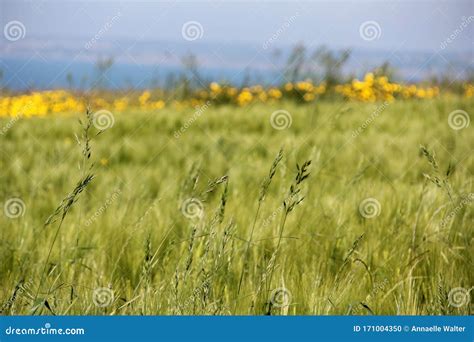 Peaceful Field Near The See Stock Photo Image Of Nature Peaceful