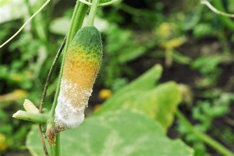 Can You Revive Cucumber Plants