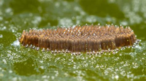 Insect Egg Identification: A Guide to Identifying Insect Eggs | Mosquito Joe