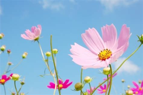 Cosmos Flower Wallpaper Hd - 1024x640 Wallpaper - teahub.io