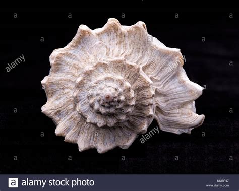 conch shell black  white stock  conch shell black  white