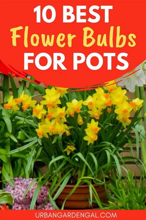 10 Best Flower Bulbs For Containers Bulb Flowers Amazing Flowers Planting Bulbs