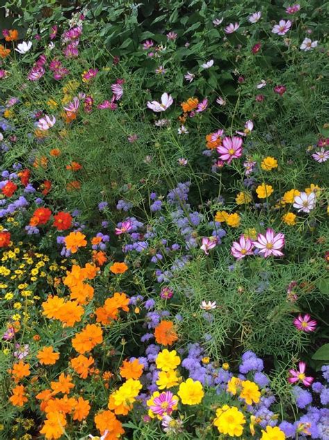 Pin On ÇİÇekler Flowers Flower Aesthetic Beautiful Flowers Nature