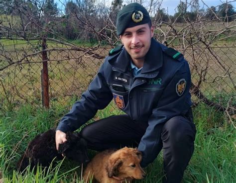 GNR resgata duas crias de cães em Penamacor Notícias do Centro