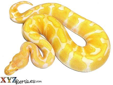 Albino Ball Python For Sale - Marteko