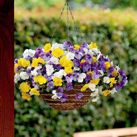 Comprar Sementes De Amor Perfeito Mini Scotch Sortido Viola Cornuta