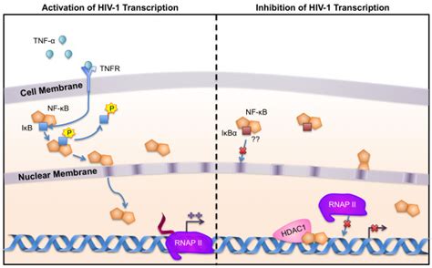 Important Nf B Transcription Factor Signaling In Monocyte Macrophages