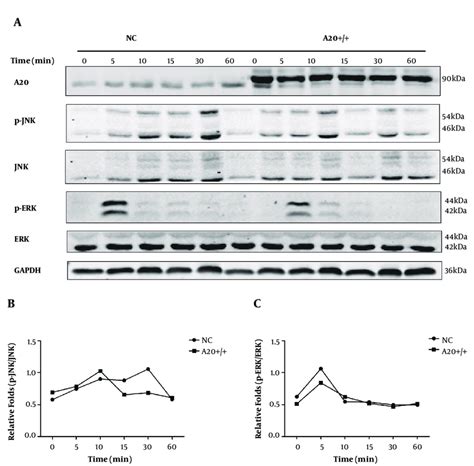 Function Of A20 Overexpression In Mapkerkjnk Pathway A Protein