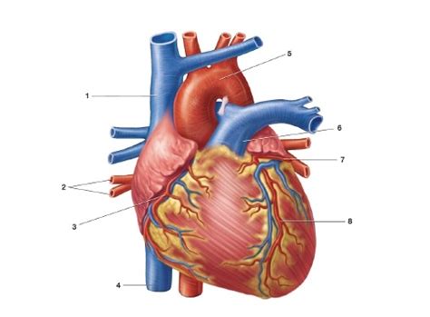 AP 2 Lab Heart Anatomy Diagram Quizlet