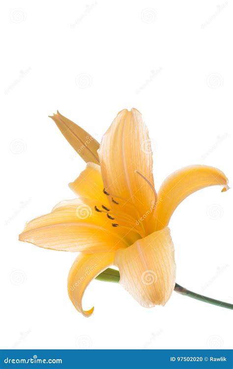 Beautiful Blooming Lily Stock Photo Image Of Flora Holiday 97502020