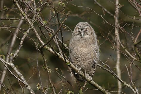 Jeune Chouette Hulotte Strix Aluco Tawny Owl Deux Jeune Flickr