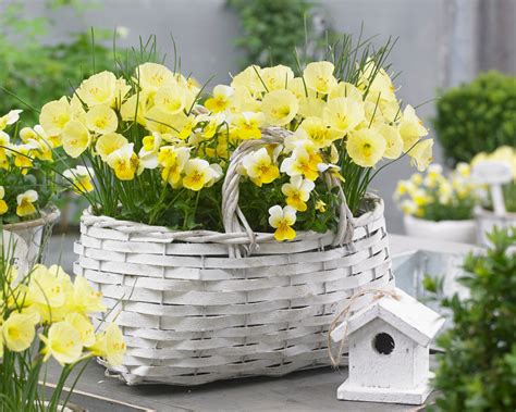 Narcissus Romieuxii Julia Jane Bulbs — Buy Petticoat Daffodils Online