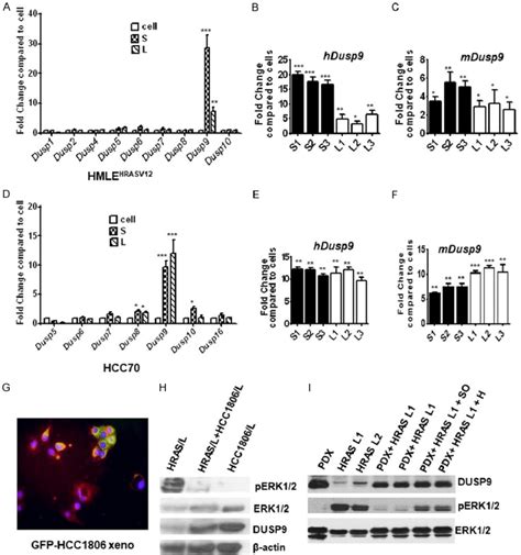 Increased Expression Of Dusp9 In Tumor Xenografts And Reduced Erk1 2 Download Scientific