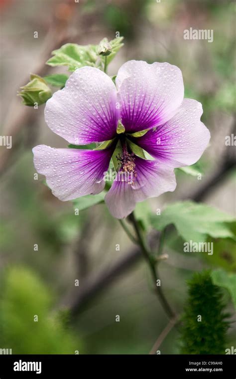 Azalea White Flower With Purple Center Stock Photo Alamy