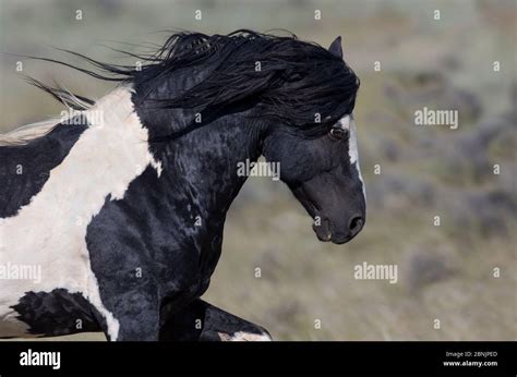 Wild Pinto Mustang Stallion Running In Mccullough Peaks Herd Area