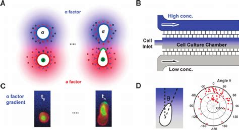 Quantitative Assay Of Single Cell Chemotaxis A Schematic