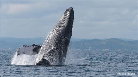 Ballenas De La Mano De La Ciencia Nan Magazine