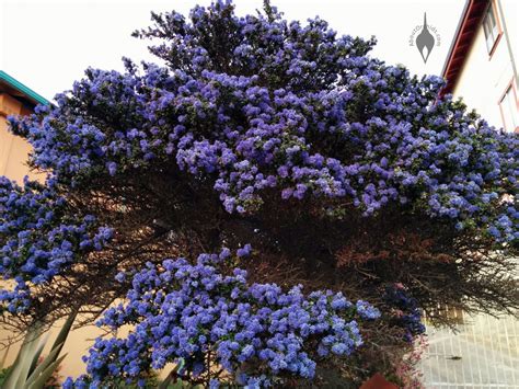 AboutOrchids » Blog Archive » California Lilac Season